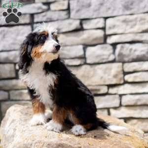 Raven, Bernedoodle Puppy